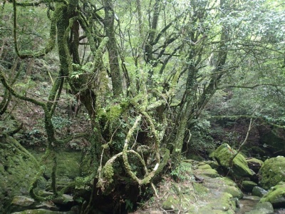 wakayama mountains jungle.jpg
